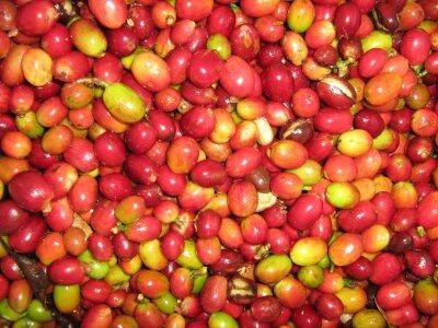 Keunikan-keunikan SUMATERA UTARA