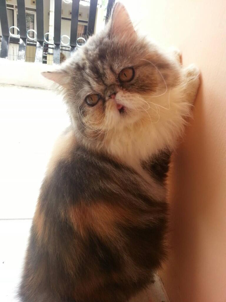 Persia Betina (pedigree Ica)