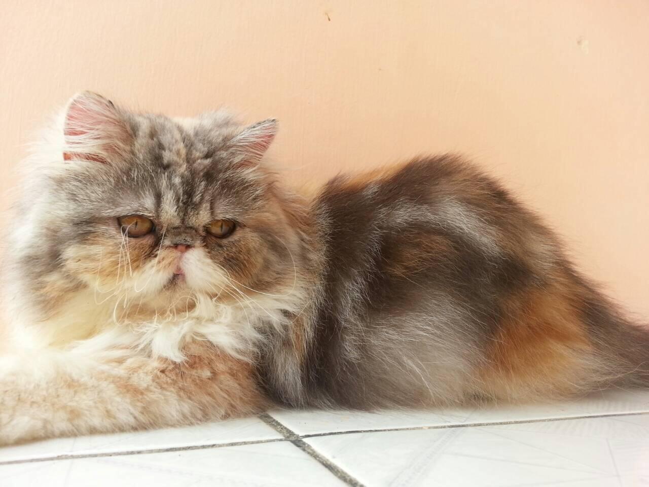 Persia Betina (pedigree Ica)