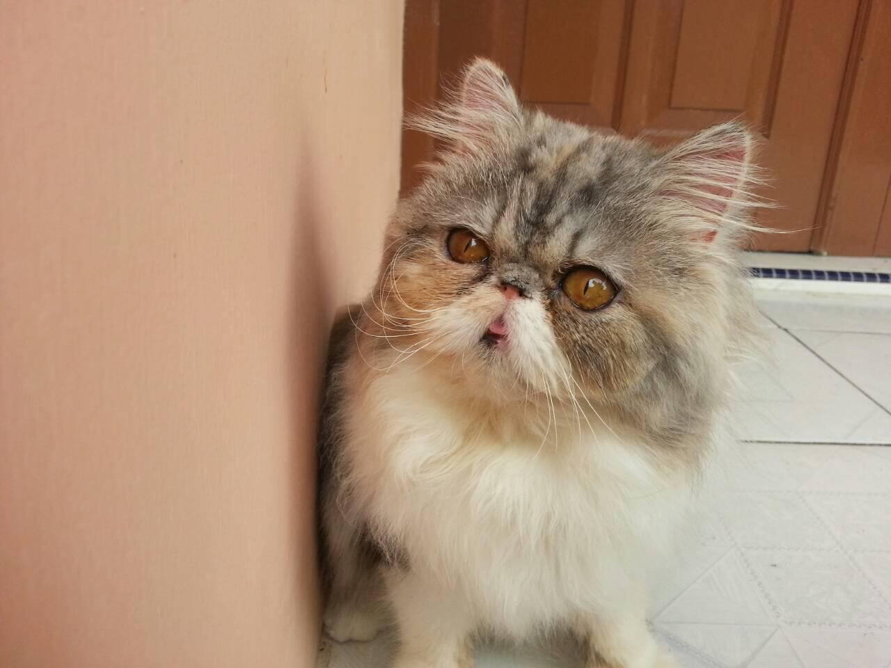 Persia Betina (pedigree Ica)