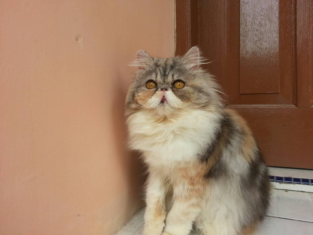 Persia Betina (pedigree Ica)