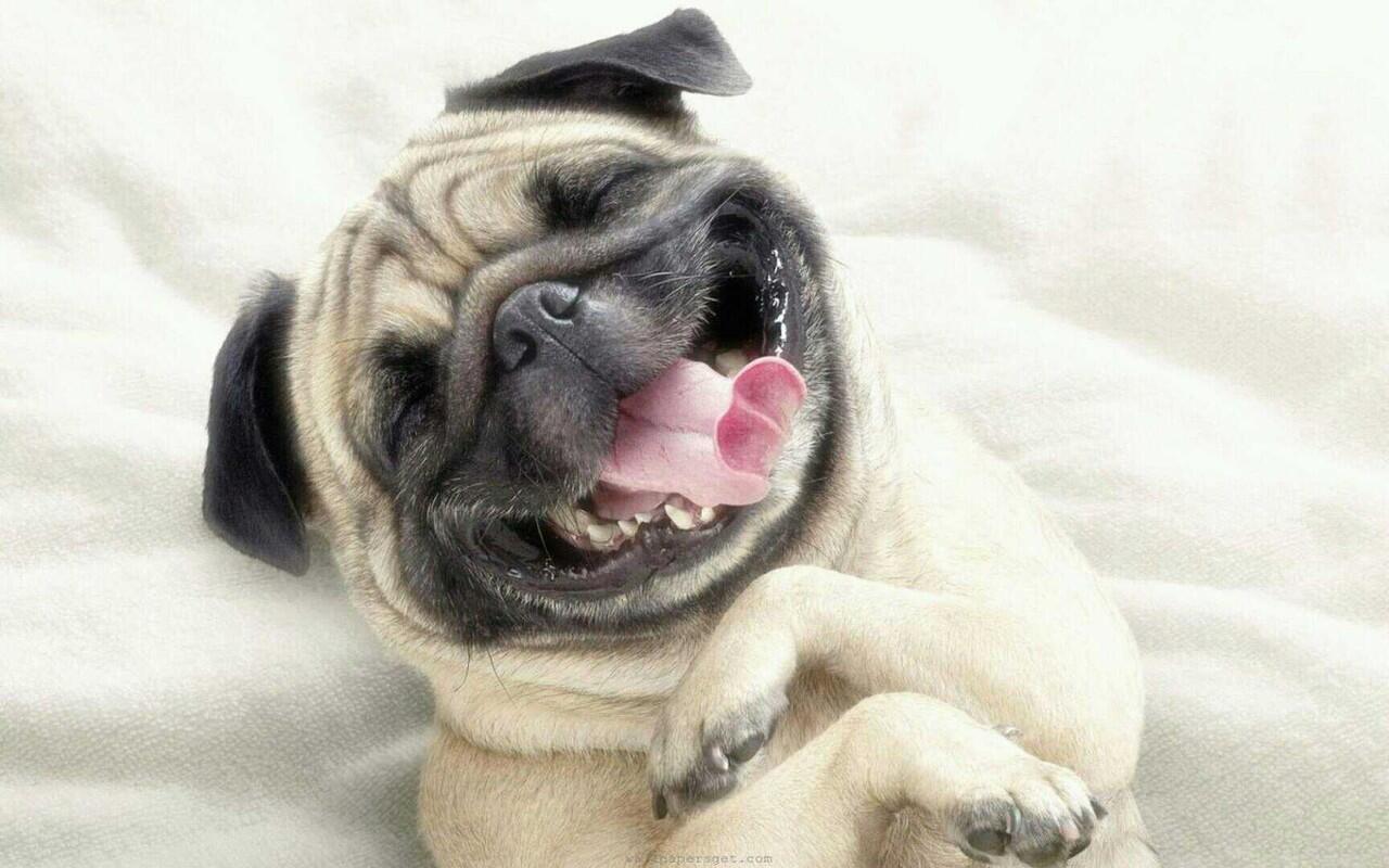 Kandang Anjing Anjing Pug Lucu