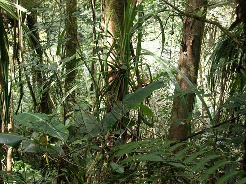 penampakan di hutan jawabarat