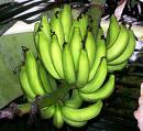 VERSI-VERSI PISANG YANG AGAN MAKAN