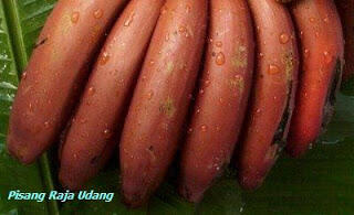 VERSI-VERSI PISANG YANG AGAN MAKAN