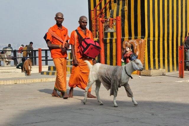 &#91;Pict&#93; Unik, Kambing di India Wajib Mengenakan Sweater Saat Musim Dingin 