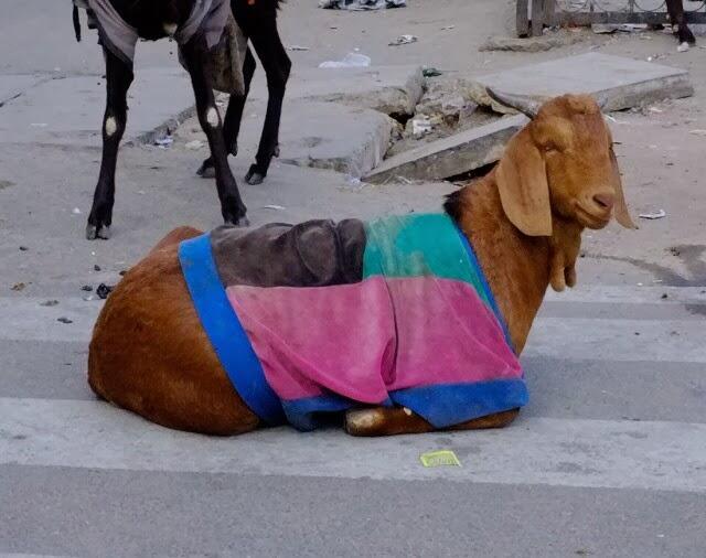 &#91;Pict&#93; Unik, Kambing di India Wajib Mengenakan Sweater Saat Musim Dingin 