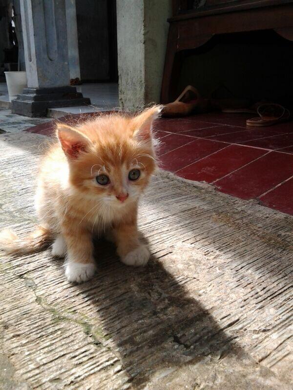 Terjual Kitten / Anak Kucing Persia Odd Eye (Warna Mata 