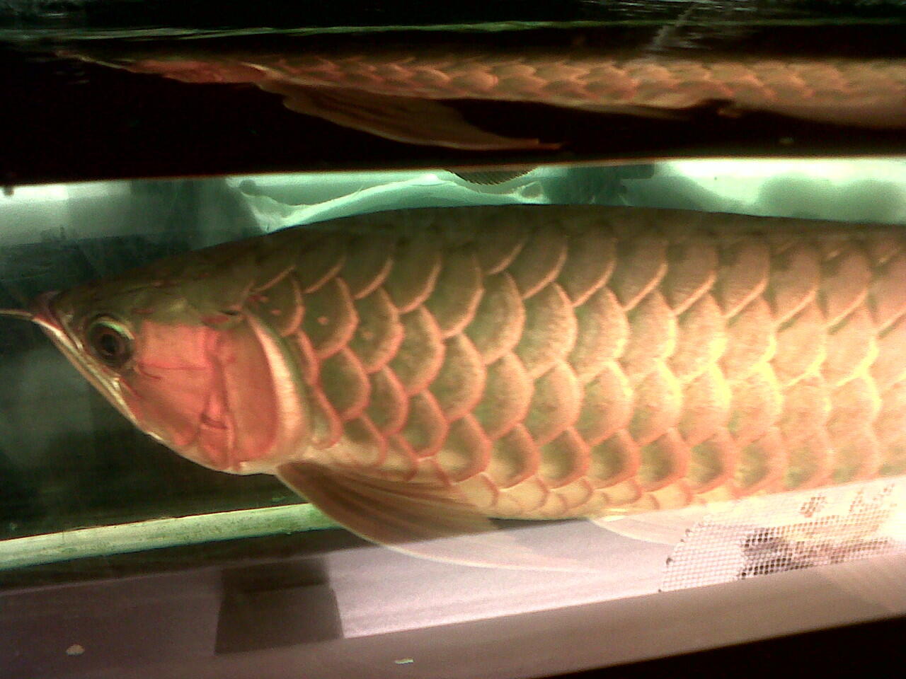 Lampu Yang Cocok Untuk Arwana Golden Red - Pintar Mencocokan