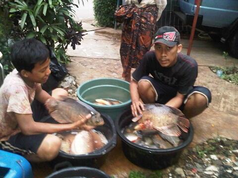 terjual bibit ikan gurame soang parung kaskus terjual bibit ikan gurame soang parung kaskus