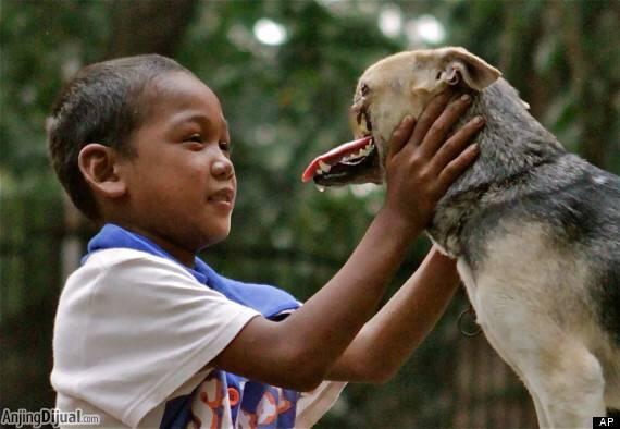 17 Alasan menjadikan anjing sebagai investasi terbaik DI KEHIDUPAN KITA