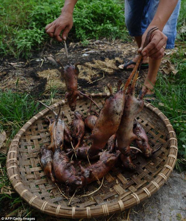 TRADISI BERBURU TIKUS DAN MENYANTAP BERSAMA KELUARGA DI Dan Phuong 