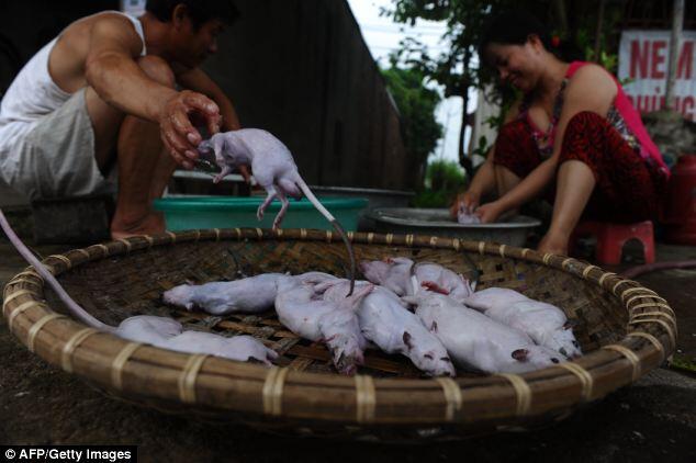 TRADISI BERBURU TIKUS DAN MENYANTAP BERSAMA KELUARGA DI Dan Phuong 