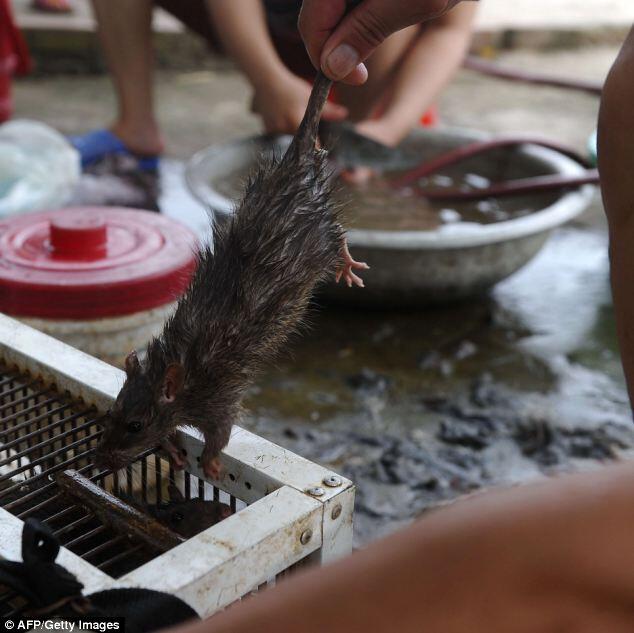 TRADISI BERBURU TIKUS DAN MENYANTAP BERSAMA KELUARGA DI Dan Phuong 