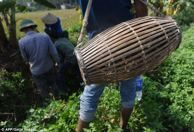 TRADISI BERBURU TIKUS DAN MENYANTAP BERSAMA KELUARGA DI Dan Phuong 