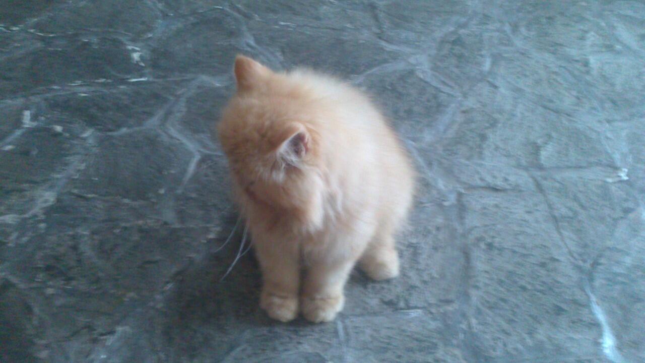 Kucing Persia Peaknose Kitten