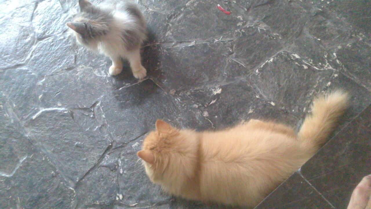 Kucing Persia Peaknose Kitten
