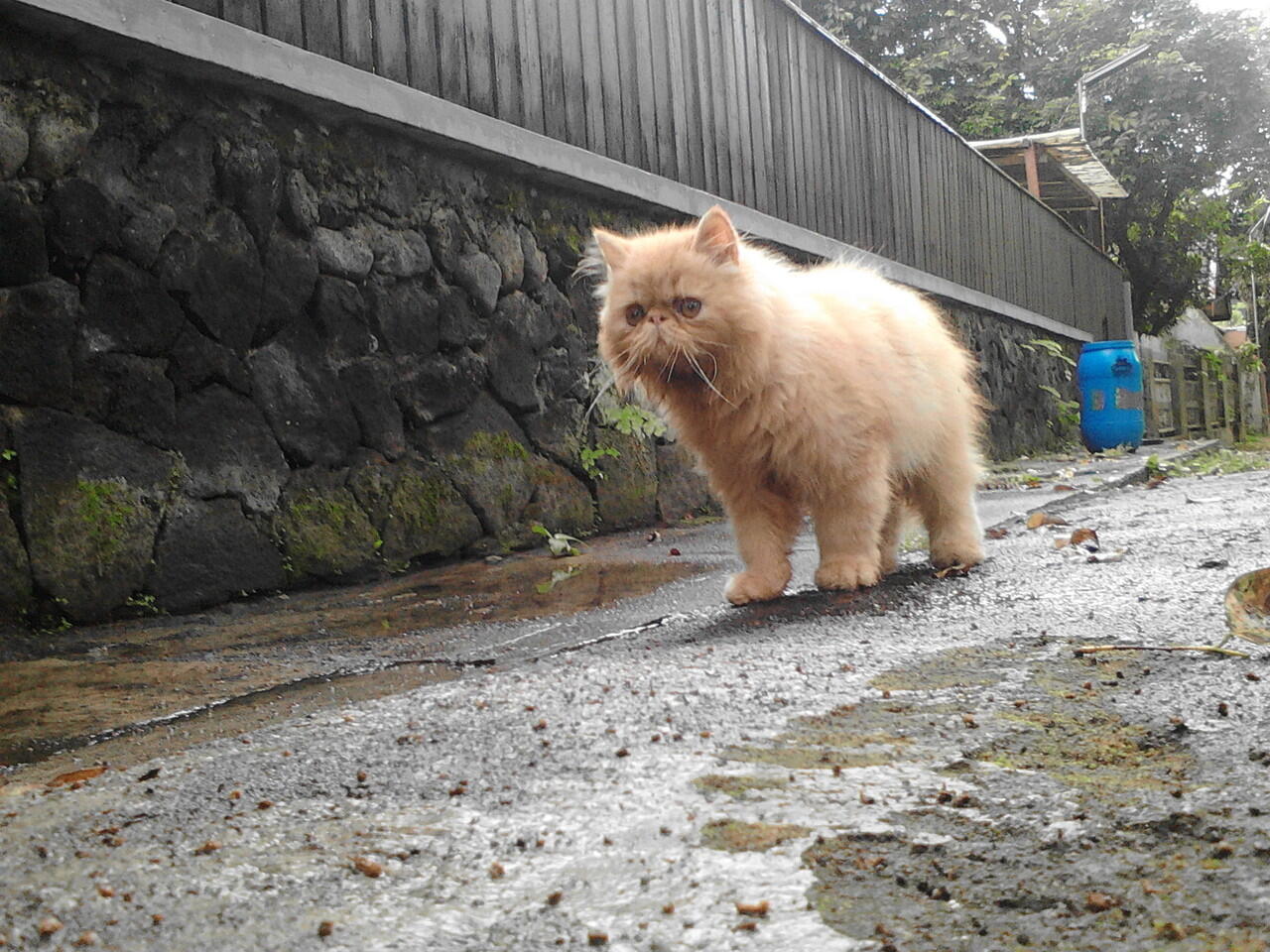 Kucing Persia Peaknose Kitten