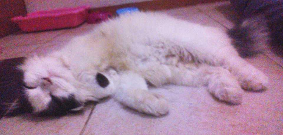 Mohon bantuannya Puh Kucing kesayangan hilang :mewek | KASKUS