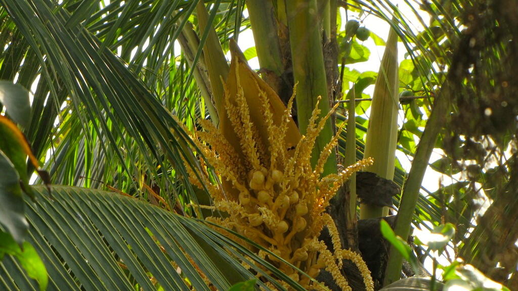 Manfaat Pohon Kelapa Dari Akar Hingga Pucuk 