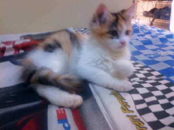 WTS (JUAL) kucing anggora bulu panjang (long hair) sehaaatt (butuh cepat)