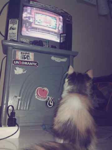WTS (JUAL) kucing anggora bulu panjang (long hair) sehaaatt (butuh cepat)