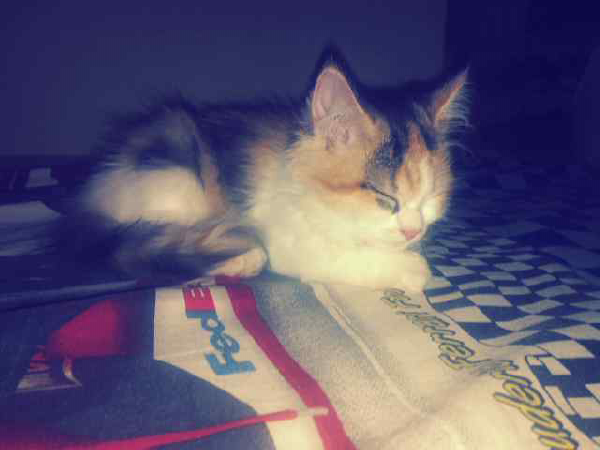 WTS (JUAL) kucing anggora bulu panjang (long hair) sehaaatt (butuh cepat)