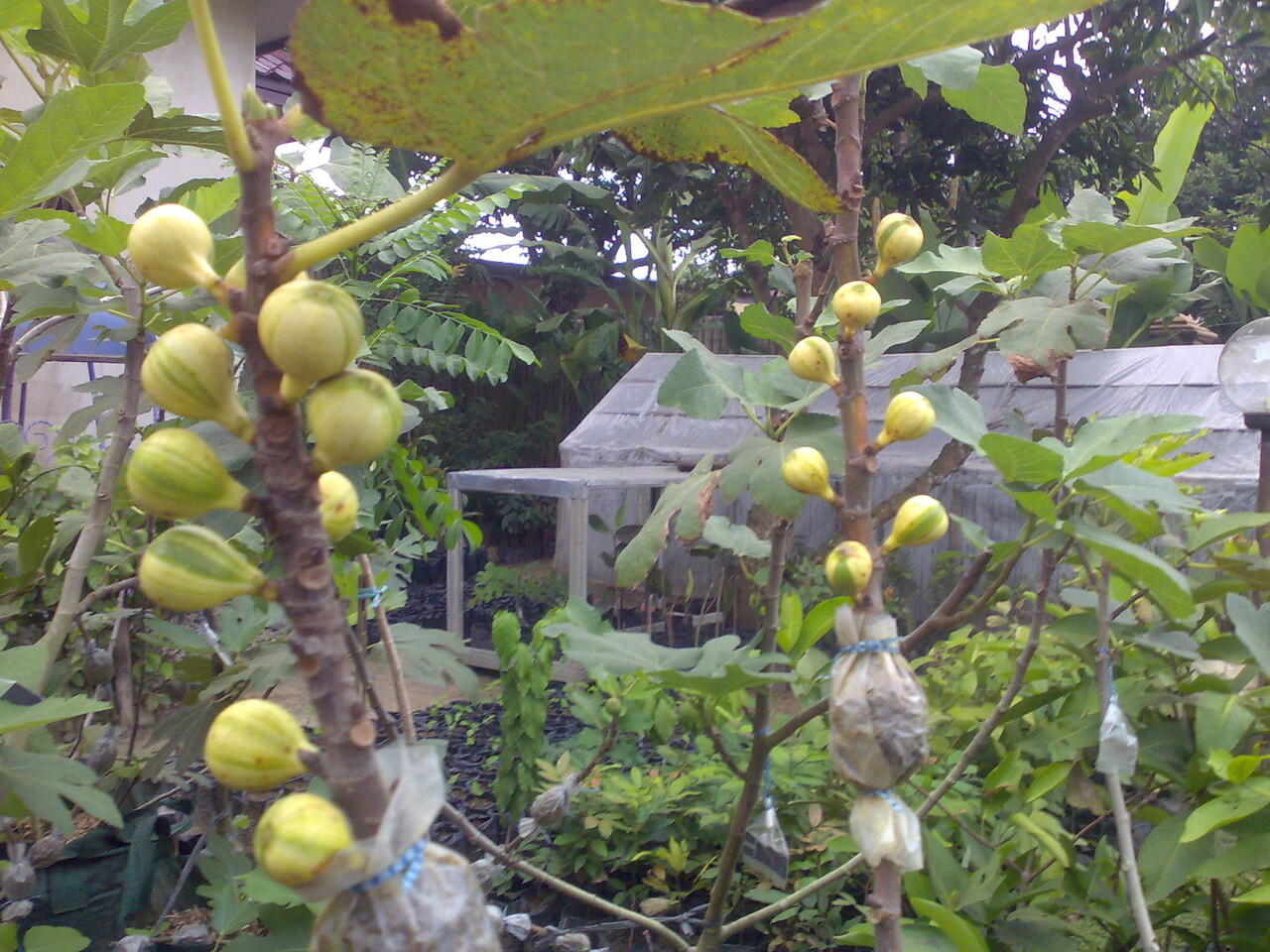 terjual jual bibit buah tin ara berbagai jenis varian kaskus terjual jual bibit buah tin ara berbagai jenis varian kaskus