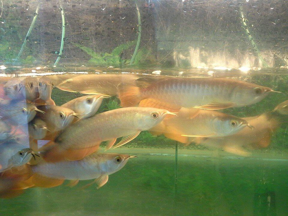 Terjual Ikan Arwana Super Red Kalimantan dan Golden Red ...