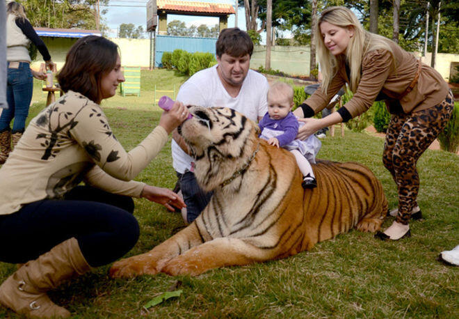 Gila, Keluarga Ini Tinggal Serumah Dengan 7 Ekor Harimau! 