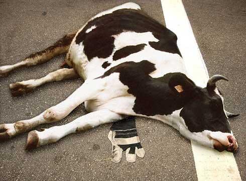 Cerita Sapi ane si &quot;Cambell&quot;