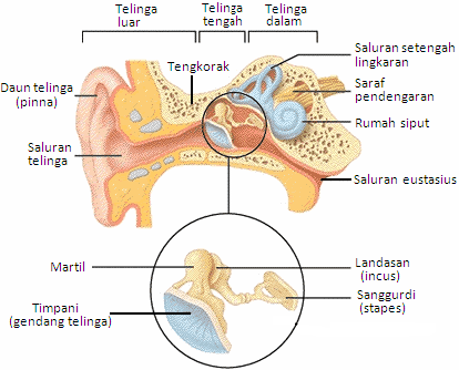 Fakta Dan Tips Merawat Telinga