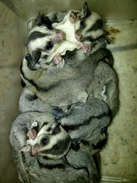 sugar glider joey umur 1 - 1,5 bulan