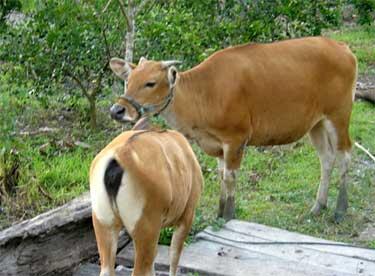 cara bedai sapi :D