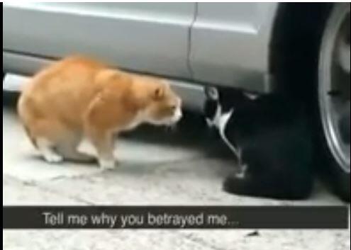 &#91;MUST SEE&#93; KUCING LEBAY BIKIN NGAKAK GAN 