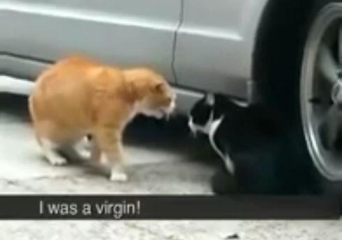 &#91;MUST SEE&#93; KUCING LEBAY BIKIN NGAKAK GAN 