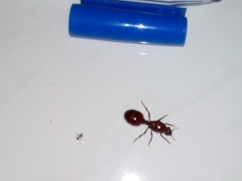  THE QUEEN OF ANT masih anget gan baru nemu di kosan !!!!