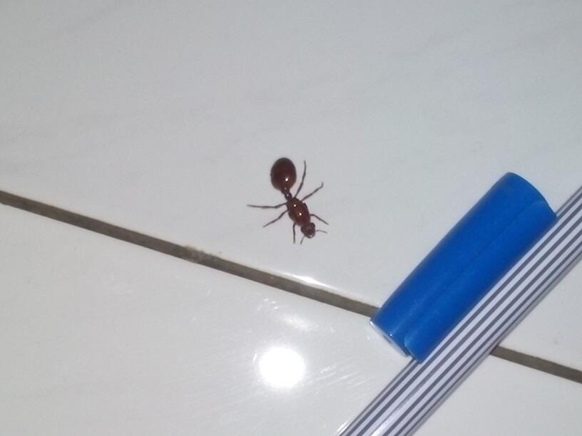  THE QUEEN OF ANT masih anget gan baru nemu di kosan !!!!