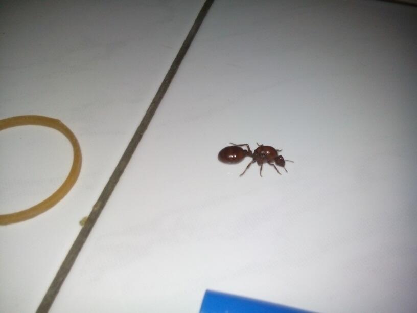  THE QUEEN OF ANT masih anget gan baru nemu di kosan !!!!