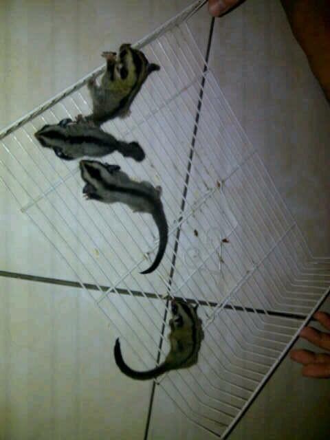 FOR SELL SUGAR GLIDER JOEY MURAH JINAK SEHAT KUALITAS OKE ( JKT ONLY )