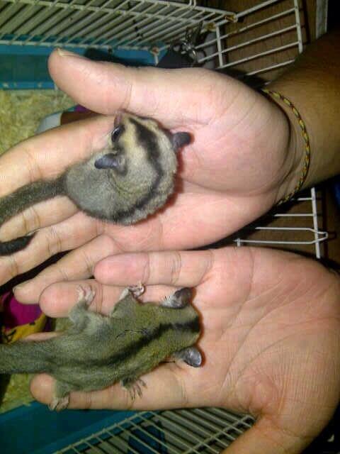 FOR SELL SUGAR GLIDER JOEY MURAH JINAK SEHAT KUALITAS OKE ( JKT ONLY )