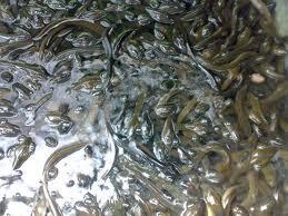 Di jual sidat komsumsi tawar. biasa/marmorata dan lobster air tawar