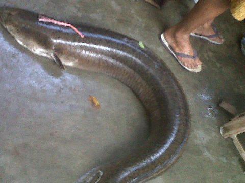 Di jual sidat komsumsi tawar. biasa/marmorata dan lobster air tawar