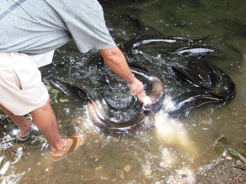 Di jual sidat komsumsi tawar. biasa/marmorata dan lobster air tawar