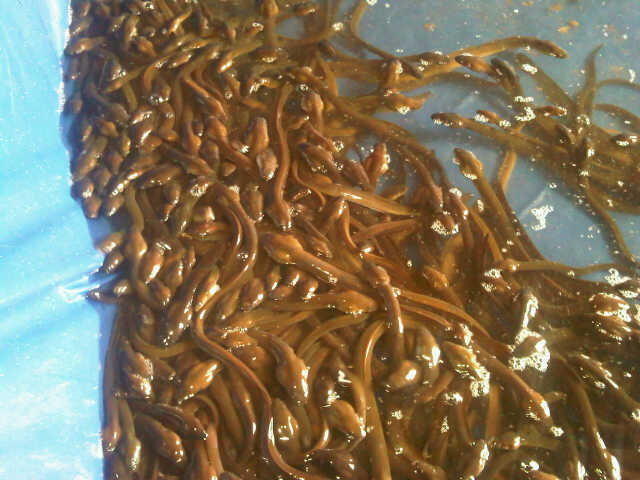 Di jual sidat komsumsi tawar. biasa/marmorata dan lobster air tawar