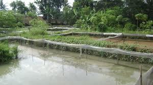 Di jual sidat komsumsi tawar. biasa/marmorata dan lobster air tawar