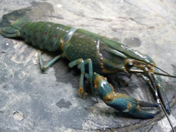 Di jual sidat komsumsi tawar. biasa/marmorata dan lobster air tawar