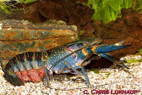 Di jual sidat komsumsi tawar. biasa/marmorata dan lobster air tawar