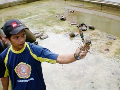 Di jual sidat komsumsi tawar. biasa/marmorata dan lobster air tawar
