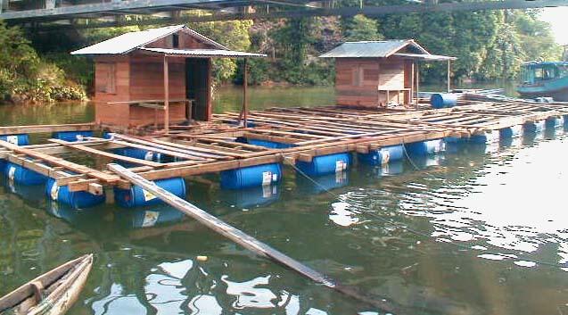 Di jual sidat komsumsi tawar. biasa/marmorata dan lobster air tawar